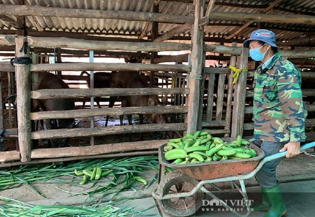 Đồng Nai: Nhàn nhã nuôi con ăn cỏ, uống nước lã lấy... “vàng”, ông nông dân vùng bán sơn địa thu 300 triệu/năm - Ảnh 1.