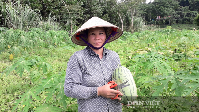 Thái Nguyên: Liều đưa cây ra quả xanh ruột đỏ xuống ruộng trồng, chị nông dân thu hái quả mỏi tay - Ảnh 1.