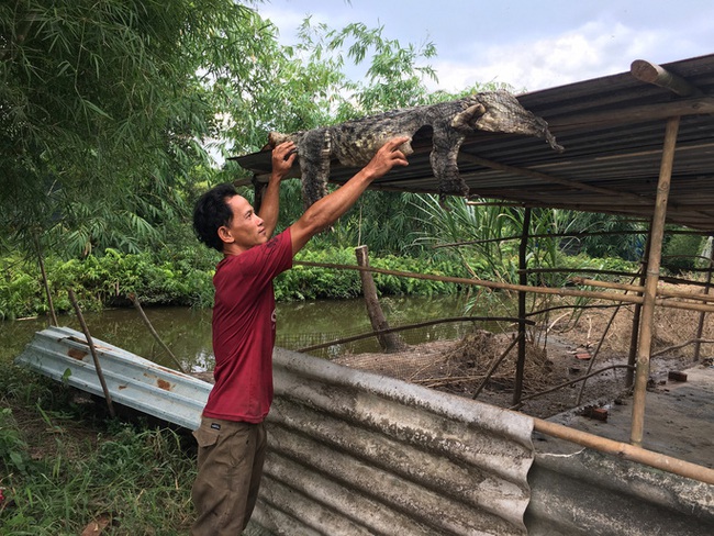 TP.HCM: Người dân khi phát hiện cá sấu ngoài tự nhiên tuyệt đối không được bắt giữ - Ảnh 3.