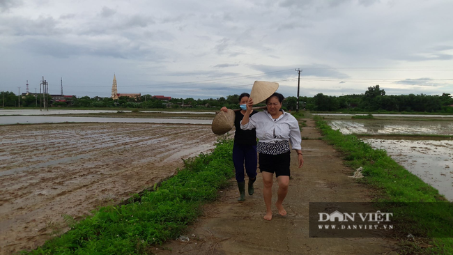 Hà Tĩnh: Nông dân bất lực nhìn lúa Hè Thu vừa gieo cấy chìm trong biển nước sau hai ngày mưa lớn - Ảnh 7.