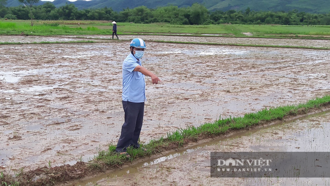 Hà Tĩnh: Nông dân bất lực nhìn lúa Hè Thu vừa gieo cấy chìm trong biển nước sau hai ngày mưa lớn - Ảnh 3.