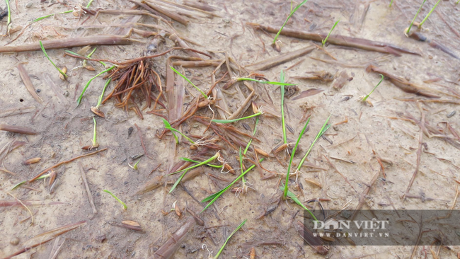 Hà Tĩnh: Nông dân bất lực nhìn lúa Hè Thu vừa gieo cấy chìm trong biển nước sau hai ngày mưa lớn - Ảnh 2.