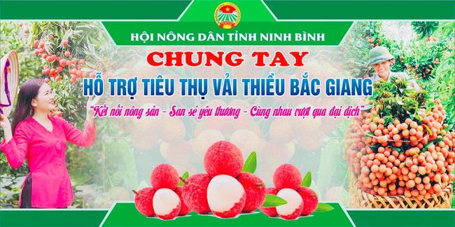 Hội Nông dân tỉnh Ninh Bình “đội mưa” tiêu thụ gần 8 tấn vải thiều tỉnh Bắc Giang - Ảnh 1.
