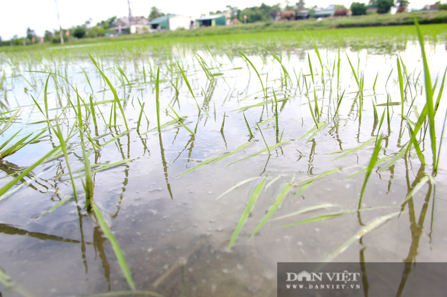 Hà Tĩnh: Ruộng thành sông, hàng nghìn ha lúa chìm trong biển nước - Ảnh 4.