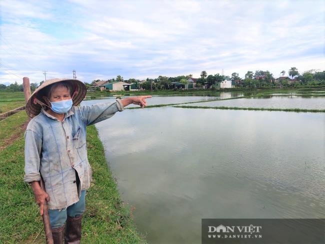 Hà Tĩnh: Ruộng thành sông, hàng nghìn ha lúa chìm trong biển nước - Ảnh 6.