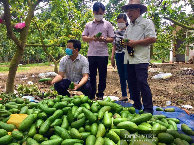  Bà Rịa – Vũng Tàu: Sau xoài…. bơ đang vào mùa, “phải kêu cứu” vì giá tuột dốc không phanh  - Ảnh 1.