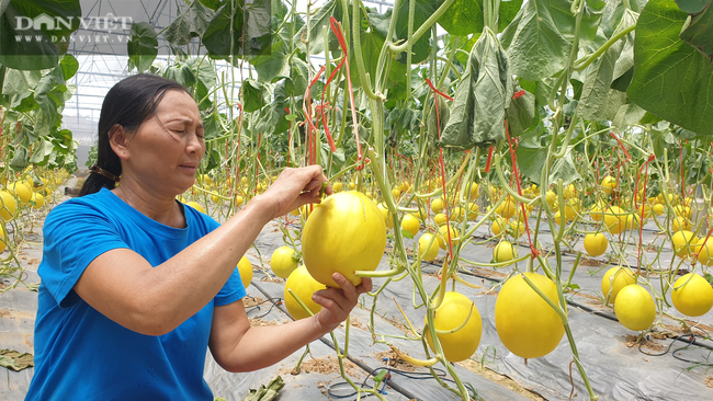 Thanh Hóa: Vừa bị bão số 2 tàn phá, dưa lại ế ẩm không bán được, nông dân khốn khổ đường cùng. - Ảnh 2.