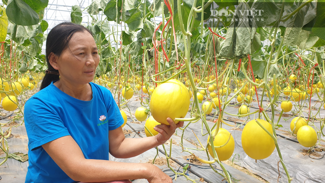 Thanh Hóa: Vừa bị bão số 2 tàn phá, dưa lại ế ẩm không bán được, nông dân khốn khổ đường cùng. - Ảnh 4.