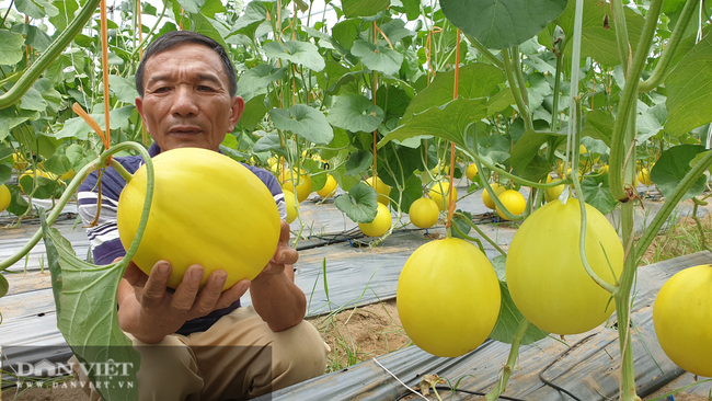 Thanh Hóa: Vừa bị bão số 2 tàn phá, dưa lại ế ẩm không bán được, nông dân khốn khổ đường cùng. - Ảnh 7.