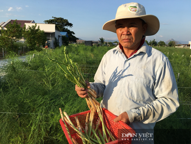 Ninh Thuận: Ở nơi nắng phai màu áo, đất khô cằn, táo, măng tây, nho vẫn cho nông dân thu tiền tỷ - Ảnh 1.