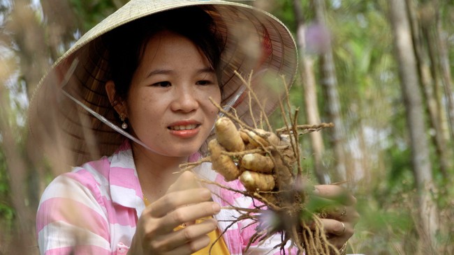 Nghệ trắng Tiên Ngọc đạt chuẩn OCOP 3 sao - Ảnh 1.