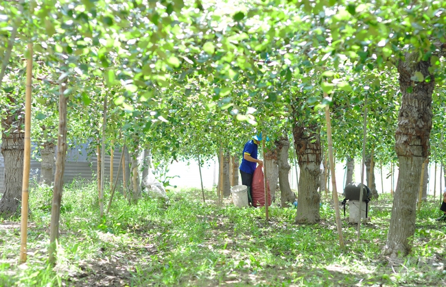 Ninh Thuận: Ở nơi nắng phai màu áo, đất khô cằn, táo, măng tây, nho vẫn cho nông dân thu tiền tỷ - Ảnh 3.