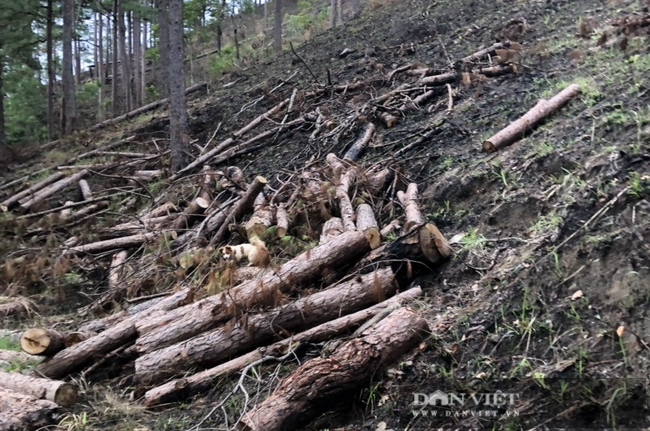Video: Hàng chục cây thông 3 lá tự nhiên bị cưa hạ, cắt khúc để chiếm đất - Ảnh 5.