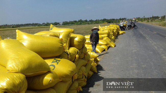 Giá phân tăng mạnh, lái bỏ chạy, nông dân trồng lúa vụ hè thu chới với - Ảnh 4.