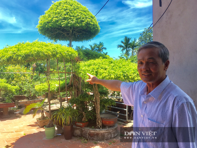 Chiêm ngưỡng cây sanh dáng long “độc nhất vô nhị” ở Ninh Bình - Ảnh 2.