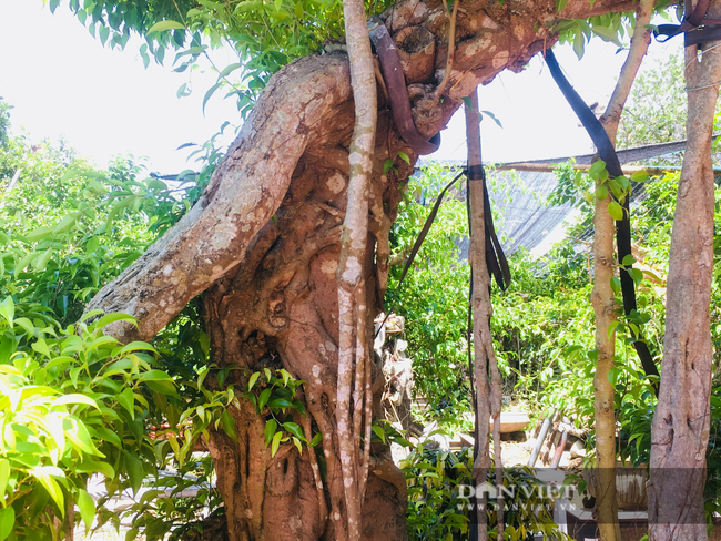 Chiêm ngưỡng cây sanh dáng long “độc nhất vô nhị” ở Ninh Bình - Ảnh 5.