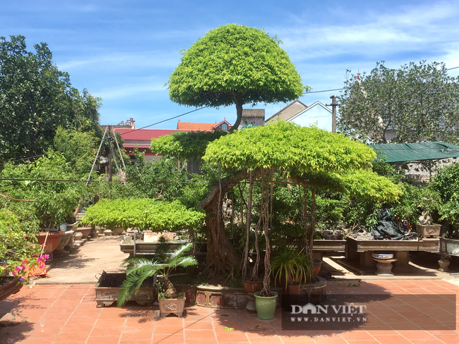 Chiêm ngưỡng cây sanh dáng long “độc nhất vô nhị” ở Ninh Bình - Ảnh 6.