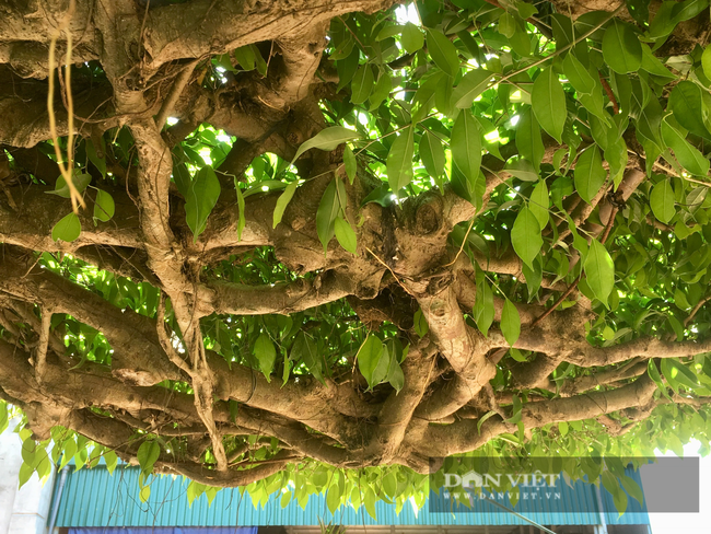 Chiêm ngưỡng cây sanh dáng long “độc nhất vô nhị” ở Ninh Bình - Ảnh 7.