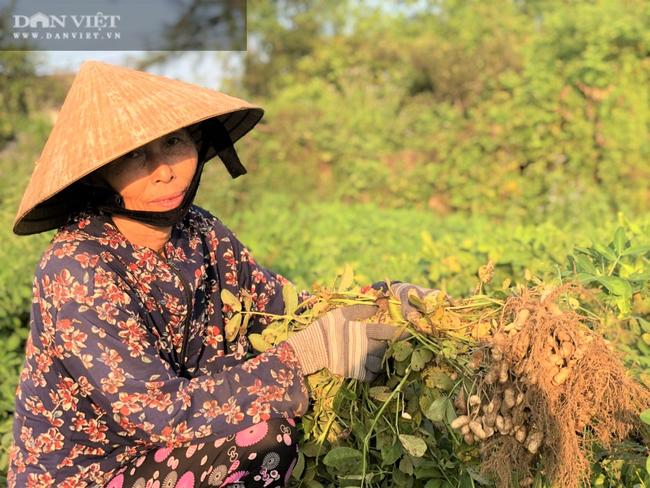 Nắng &quot;như thiêu như đốt&quot;, nông dân Hà Tĩnh vẫn ra đồng làm việc - Ảnh 14.