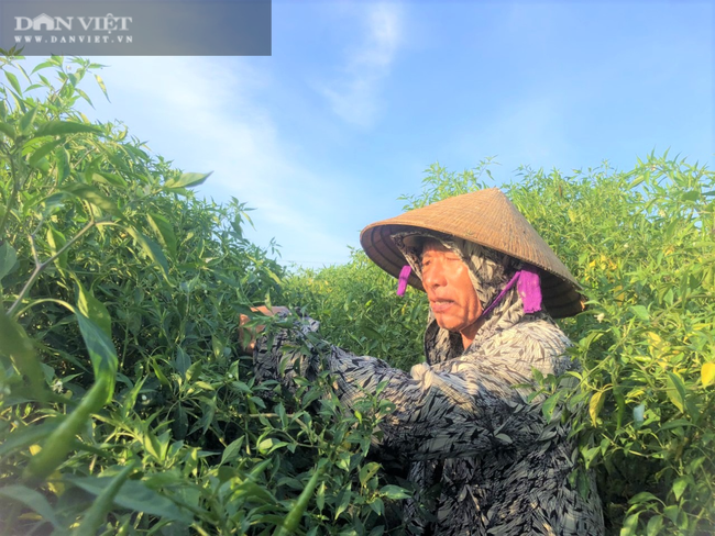 Nắng &quot;như thiêu như đốt&quot;, nông dân Hà Tĩnh vẫn ra đồng làm việc - Ảnh 10.