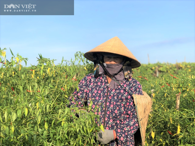 Nắng &quot;như thiêu như đốt&quot;, nông dân Hà Tĩnh vẫn ra đồng làm việc - Ảnh 8.