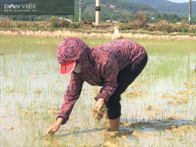 Nắng &quot;như thiêu như đốt&quot;, nông dân Hà Tĩnh vẫn ra đồng làm việc - Ảnh 6.