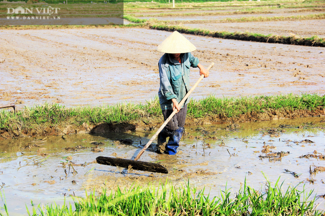 Nắng &quot;như thiêu như đốt&quot;, nông dân Hà Tĩnh vẫn ra đồng làm việc - Ảnh 3.