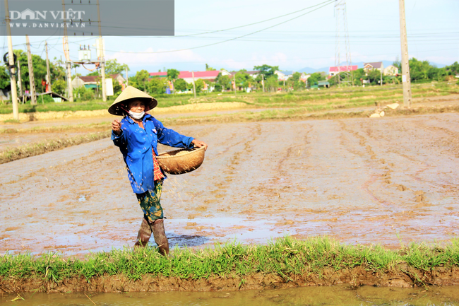 Nắng &quot;như thiêu như đốt&quot;, nông dân Hà Tĩnh vẫn ra đồng làm việc - Ảnh 2.