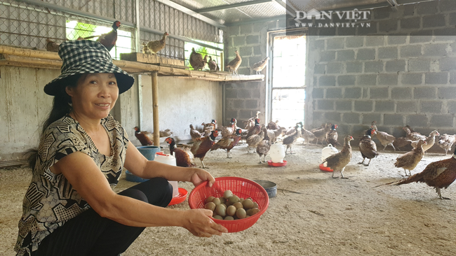 Nam Định: Nuôi loại chim quý mắn đẻ như gà, mỗi tháng bỏ túi hàng chục triệu đồng  - Ảnh 1.