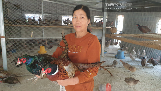Thị xã Ngã Bảy: Mô hình nuôi chim trĩ mang lại lợi nhuận cao