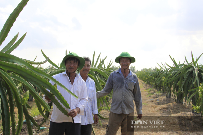 Trung Quốc mua 1,2 triệu tấn, giá loại trái cây trồng nhiều ở Bình Thuận, Long An vẫn giảm, còn lo cạnh tranh với Campuchia - Ảnh 2.