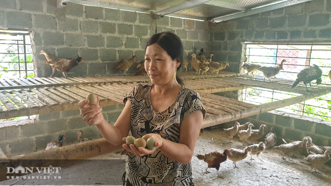 Nam Định: Nuôi loại chim quý mắn đẻ như gà, mỗi tháng bỏ túi hàng chục triệu đồng - Ảnh 5.