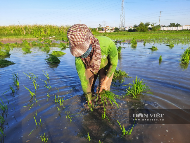 Bất chấp thời tiết nắng nóng cực đỉnh, chị Tình cùng nhóm lao động cấy thuê vẫn bám trụ ngoài đồng ruộng tới 10 giờ sáng. Ảnh: N.T