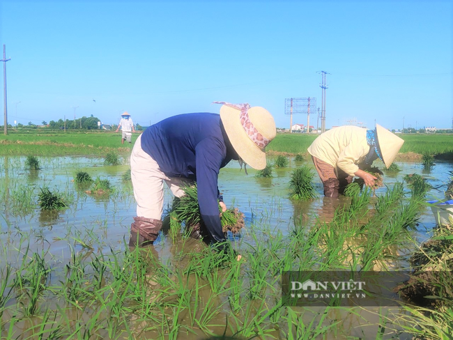 Clip - Ảnh: Nắng đỉnh điểm, nông dân Hà Tĩnh cực nhọc ra đồng làm việc - Ảnh 11.