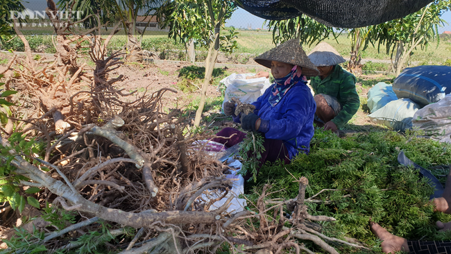 Nam Định: Nhân sâm rớt giá thảm, một kg còn chưa mua nổi cốc trà đá, nông dân cắn răng chịu lỗ bán bỏ - Ảnh 4.