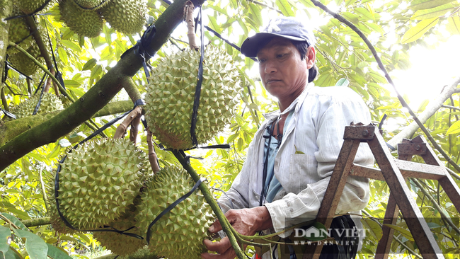 Đồng Nai: Bằng cách này anh nông dân đã nâng giá trị trái sầu riêng lên gấp 3 lần để mang về tiền tỷ - Ảnh 4.