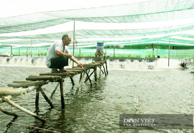 Cà Mau: Xuất khẩu tôm vẫn tăng dù ảnh hưởng dịch Covid-19 - Ảnh 3.