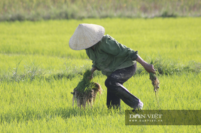 Nông dân Quảng Bình ra đồng cấy lúa, làm đất dưới cái nắng 40 độ C - Ảnh 1.