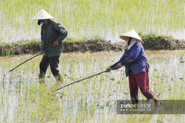 Nông dân Quảng Bình ra đồng cấy lúa, làm đất dưới cái nắng 40 độ C - Ảnh 2.