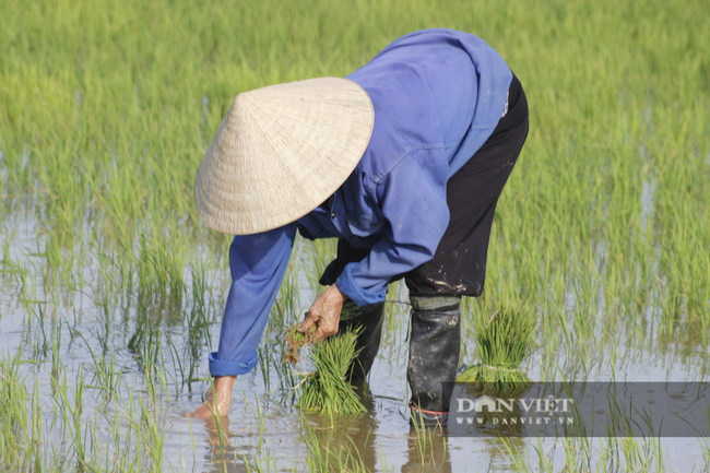 Nông dân Quảng Bình ra đồng cấy lúa, làm đất dưới cái nắng 40 độ C - Ảnh 3.