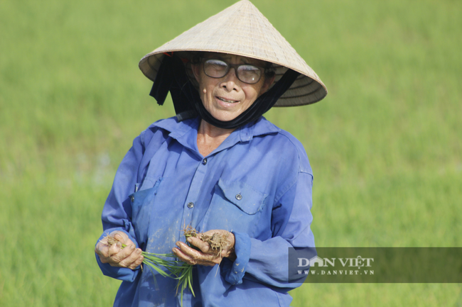 Nông dân Quảng Bình ra đồng cấy lúa, làm đất dưới cái nắng 40 độ C - Ảnh 4.