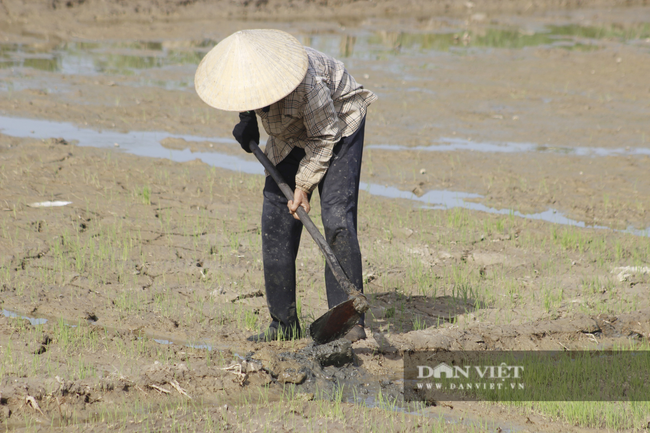 Nông dân Quảng Bình ra đồng cấy lúa, làm đất dưới cái nắng 40 độ C - Ảnh 5.