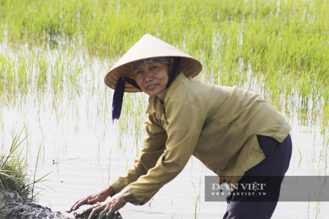 Nông dân Quảng Bình ra đồng cấy lúa, làm đất dưới cái nắng 40 độ C - Ảnh 6.