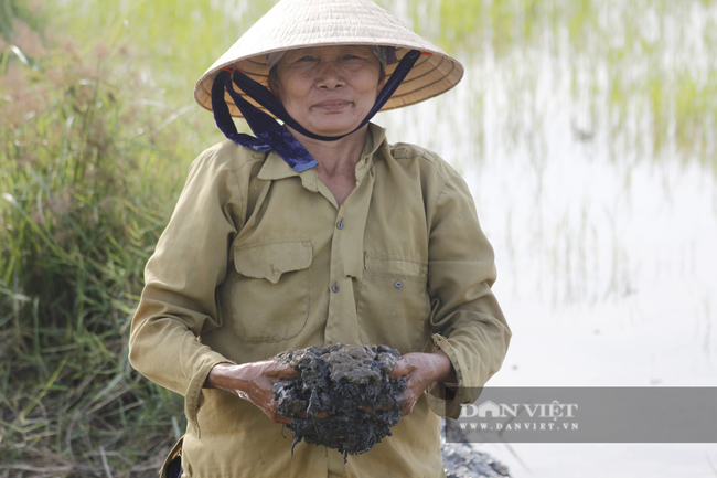 Nông dân Quảng Bình ra đồng cấy lúa, làm đất dưới cái nắng 40 độ C - Ảnh 7.