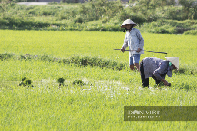 Nông dân Quảng Bình ra đồng cấy lúa, làm đất dưới cái nắng 40 độ C - Ảnh 9.