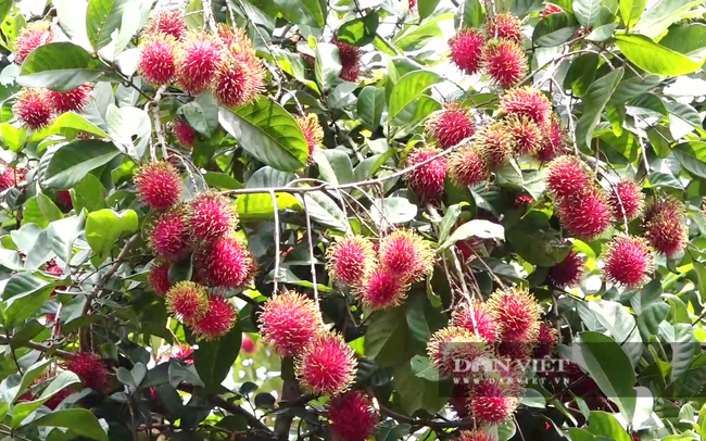 Chôm chôm Long Khánh đang rớt giá. (Ảnh Trần Khánh)