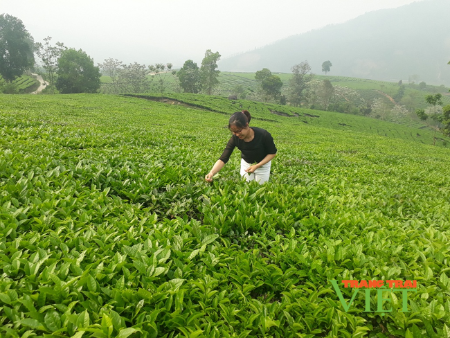 Sôi nổi phong trào nông dân thi đua sản xuất, kinh doanh giỏi ở Tân Uyên - Ảnh 2.