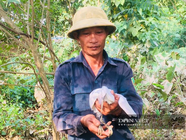 Ninh Bình: Người đàn ông “sống chết” bảo vệ đàn cò, vạc…hàng vạn con - Ảnh 2.