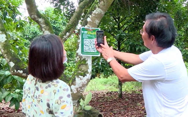 Đề án số hóa cây chôm chôm Long Khánh thực hiện tại vườn của ông Lâm Phi Hùng. (Ảnh: Duy Tân)