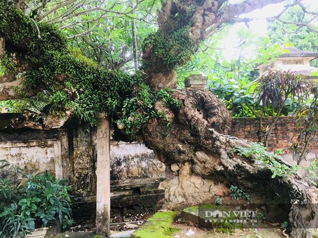 Thanh Hóa: Đền thờ Lý Thường Kiệt di tích gốc duy nhất còn lại ở Việt Nam - Ảnh 5.